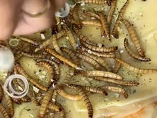 Imagem - Você comeria? Influenciadora viraliza ao preparar pizza com larvas: 'Sabor da elite'