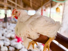 Imagem - Gripe aviária: qual o risco de contaminação humana?