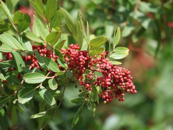 Imagem - 5 benefícios da planta aroeira para a saúde e como usá-la
