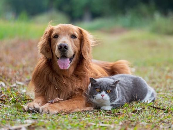 Imagem - Entenda como é feita a transfusão de sangue em animais