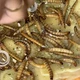 Imagem - Você comeria? Influenciadora viraliza ao preparar pizza com larvas: 'Sabor da elite'