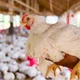 Imagem - Gripe aviária: qual o risco de contaminação humana?