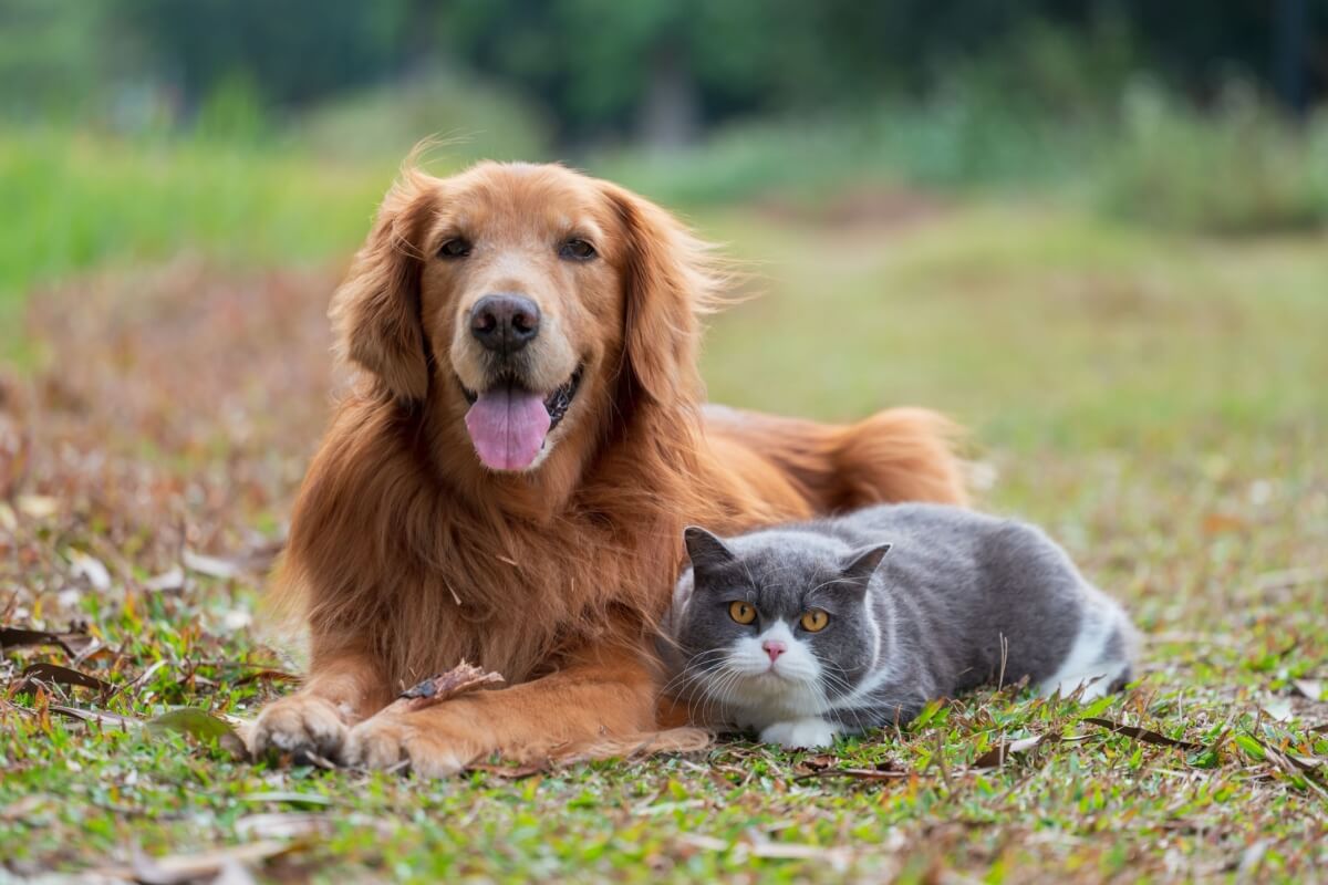 A transfusão de sangue pode ajudar a salvar a vida do seu animal de estimação (Imagem: Chendongshan | Shutterstock)