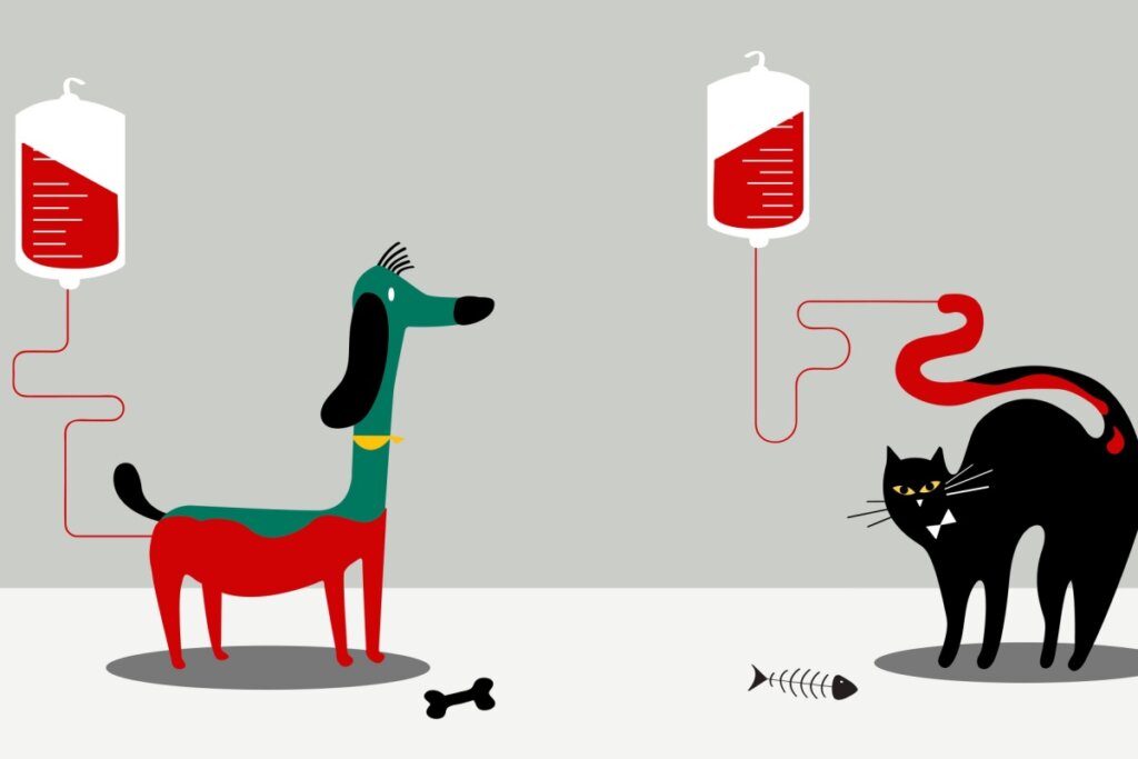 Para ser um doador de sangue, o animal precisa atender a alguns critérios (Imagem: Rawpixel.com | Shutterstock)