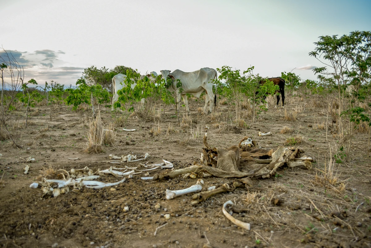 Seca na Bahia atinge 76 municípios
