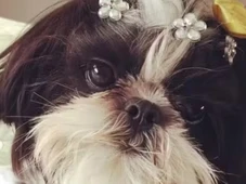 Imagem - Cadela da raça shih tzu morre enforcada após ser deixada sozinha em pet shop