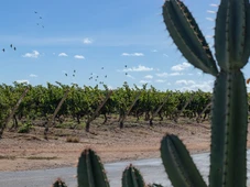 Imagem - Vinhos do sertão estreiam em maior feira de negócios de vinho do Brasil