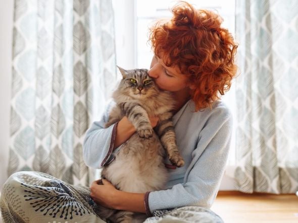 Imagem - 5 cuidados para quem tem ou pretende adotar um gato