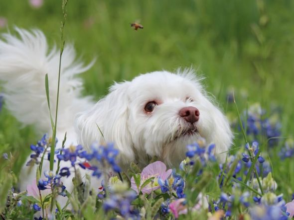 Imagem - Saiba o que fazer quando o animal é picado por uma abelha