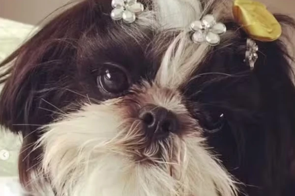 Cadela morreu após ser deixada só em pet