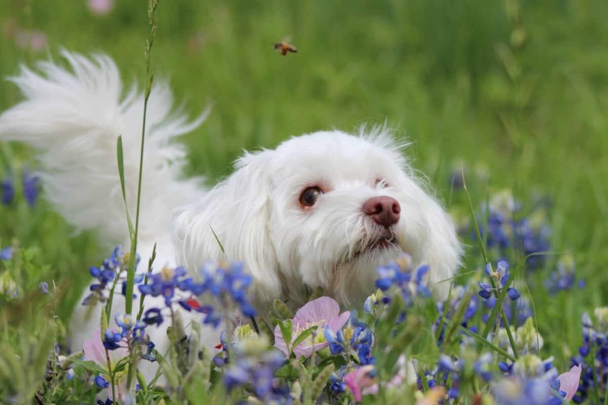 Os animais também podem sofrer consequências ao serem picados por uma abelha (Imagem: kembly0914 | Shutterstock) 