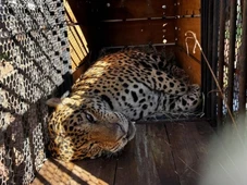 Imagem - Onça que matou caseiro não poderá voltar à natureza e ficará em SP