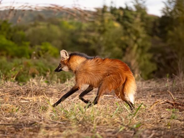 Imagem - 8 curiosidades incríveis sobre o lobo-guará 
