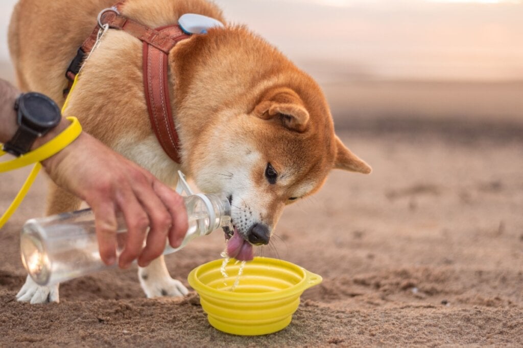 É essencial garantir a hidratação dos animais (Imagem: Julija Kumpinovica | Shutterstock) 