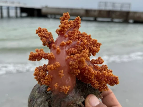 O coral não tem origem no Brasil e foi identificado pela primeira vez no Rio de Janeiro por Ludmille Nazaré/Ascom Sema