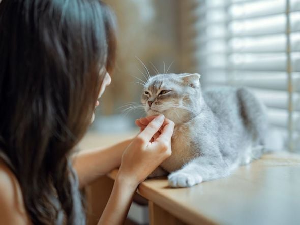 Imagem - 8 raças de gato extremamente dóceis 