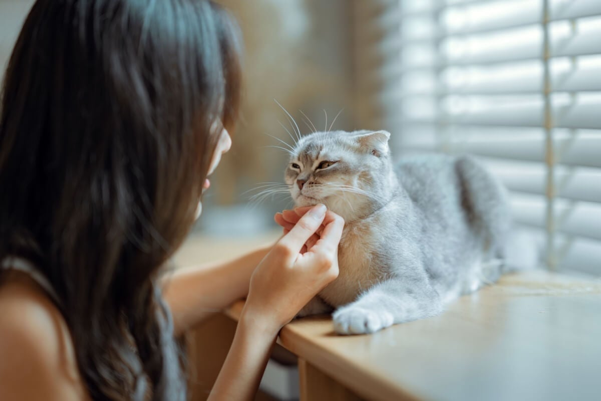 Certos gatos se destacam por serem mais dóceis (Imagem: oatawa | Shutterstock)  por Imagem: oatawa | Shutterstock