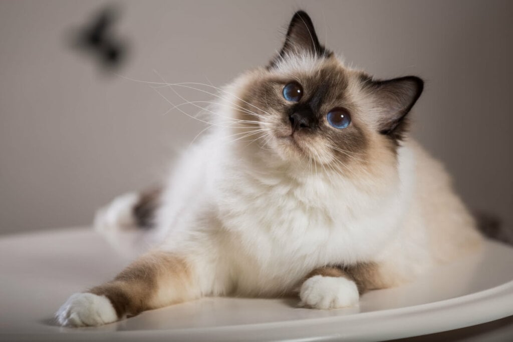 O gato birmanês tem um temperamento tranquilo, calmo e sociável (Imagem: Viacheslav Lopatin | Shutterstock) por Imagem: Viacheslav Lopatin | Shutterstock