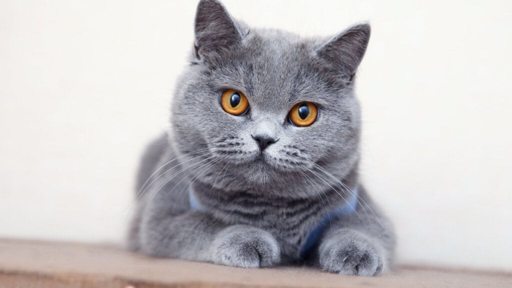 O gato british shorthair é apegado ao tutore e gosta da presença humana (Imagem: FotoMirta | Shutterstock) por Imagem: FotoMirta | Shutterstock