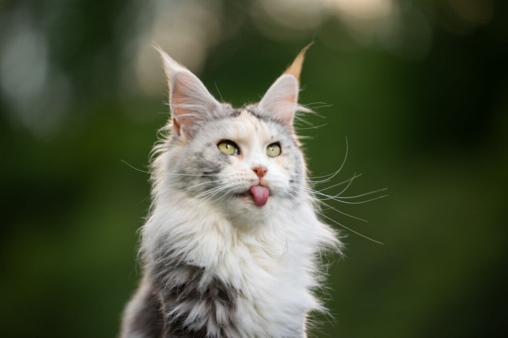 O gato maine coon gosta de brincar e interagir com crianças (Imagem: Nils Jacobi | Shutterstock) por Imagem: Nils Jacobi | Shutterstock
