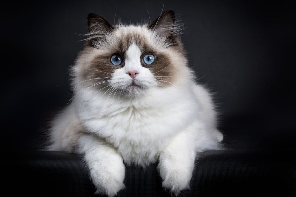 O gato ragdoll tem um temperamento dócil, além de uma aparência encantadora (Imagem: Nynke van Holten | Shutterstock) por Imagem: Nynke van Holten | Shutterstock