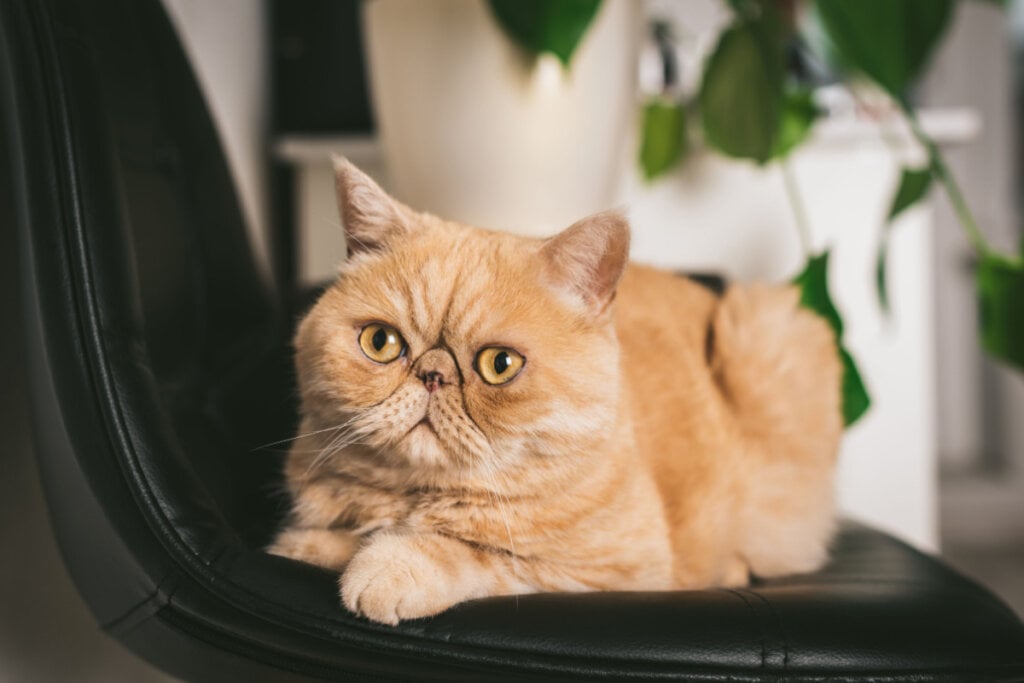 Os gatos exóticos geralmente são tranquilos e adoram ficar no colo (Imagem: Vladislav Noseek | Shutterstock) por Imagem: Vladislav Noseek | Shutterstock
