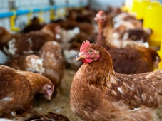 Imagem - Governo analisa suspeita de gripe aviária em município do sul da Bahia