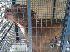 Imagem - Pitbull abandonado ataca seis crianças em escola do Rio de Janeiro