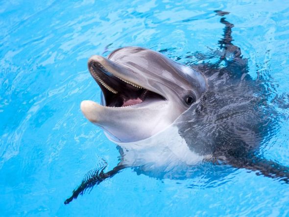 Imagem - 6 animais que parecem estar sempre sorrindo