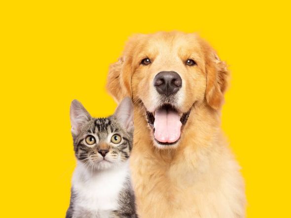 Imagem - Saiba como identificar e prevenir doenças renais em animais