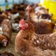 Imagem - Governo analisa suspeita de gripe aviária em município do sul da Bahia