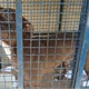 Imagem - Pitbull abandonado ataca seis crianças em escola do Rio de Janeiro