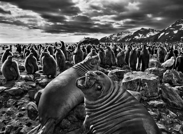 A natureza se descola da presença humana na série Gênesis