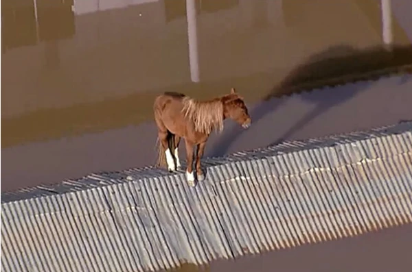 Cavalo caramelo resgatado no Rio Grande do Sul