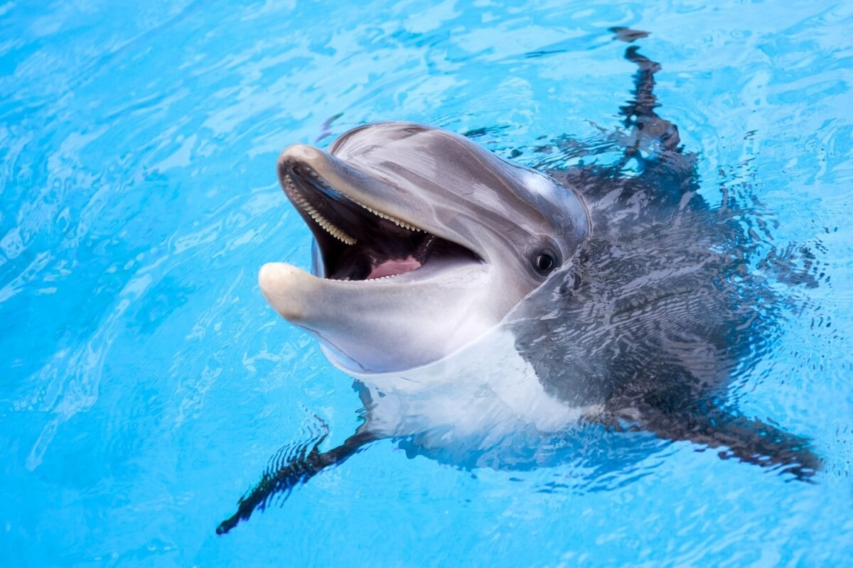 Alguns animais parecem estar naturalmente sorrindo (Imagem: Irina No | Shutterstock)