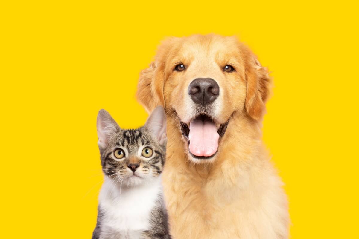 As doenças renais afetam uma parcela significativa da população de pets (Imagem: Vinicius Florio | Shutterstock) 