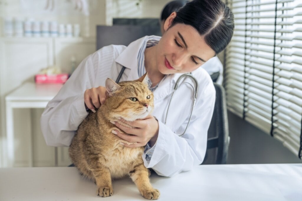 O acompanhamento veterinário regular é essencial para detectar precocemente casos de doenças renais (Imagem: Mongkolchon Akesin | Shutterstock)