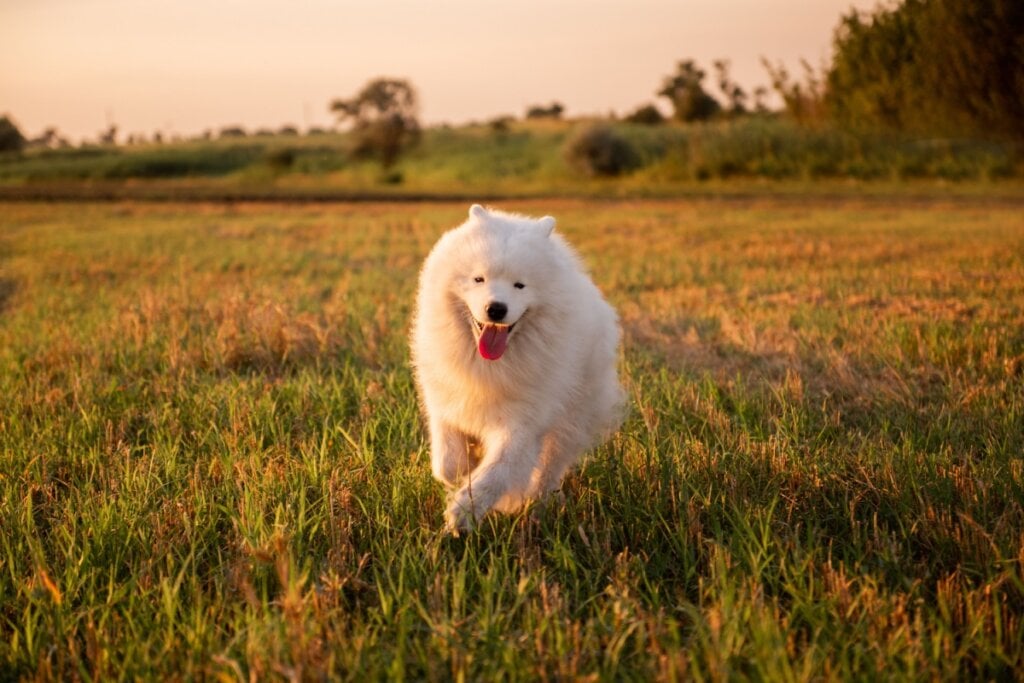 O formato do rosto do samoieda faz parecer que ele está sempre sorrindo (Imagem: Julia Pavaliuk | Shutterstock)