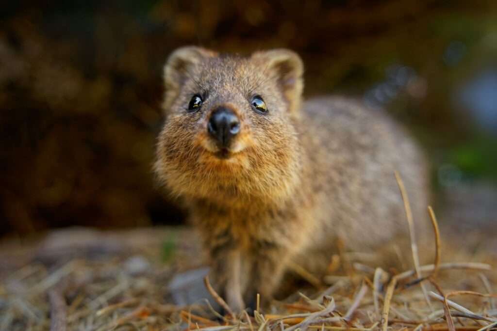 O quokkatem o rosto arredondado e a boca curvada para cima (Imagem: Martin Pelanek | Shutterstock) 