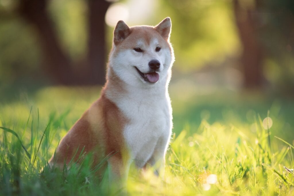 O shiba inu tem uma expressão feliz (Imagem: OlesyaNickolaeva | Shutterstock)