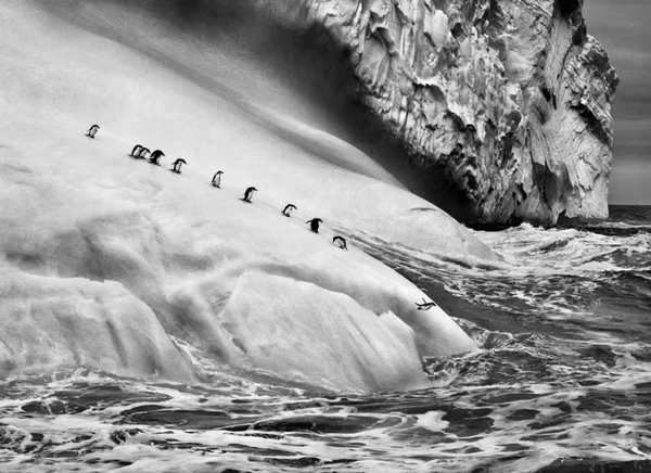 Pinguins de Barbixa por Sebastião Salgado/Reprodução