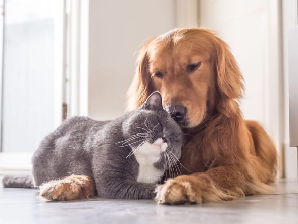 Imagem - Quais as raças de cachorro ideais para quem tem gato? Confira 7