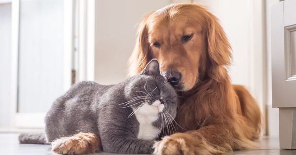 Quais as raças de cachorro ideais para quem tem gato? Confira 7