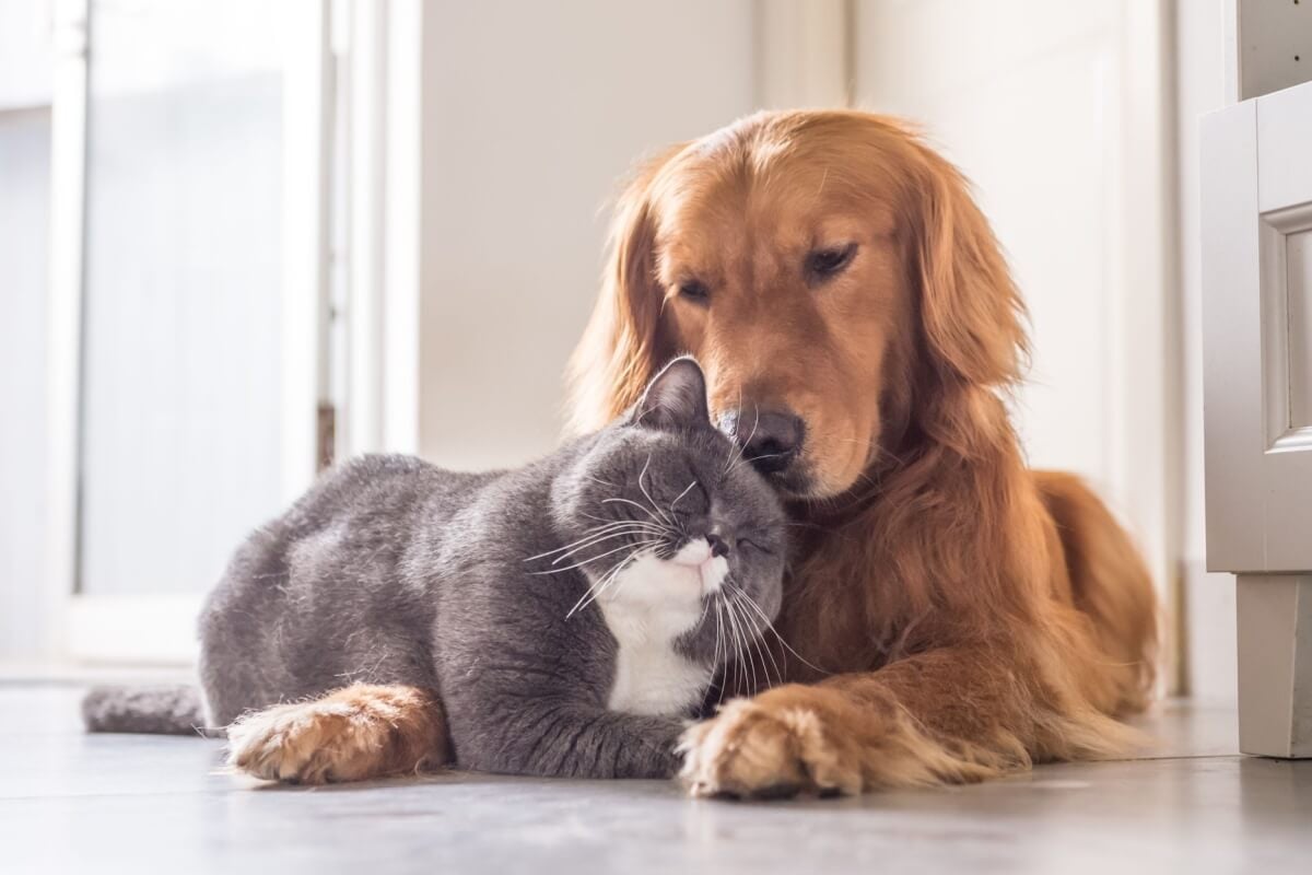 Existem raças de cachorro que tem o perfil ideal para viver com gatos (Imagem: Chendongshan | Shutterstock)