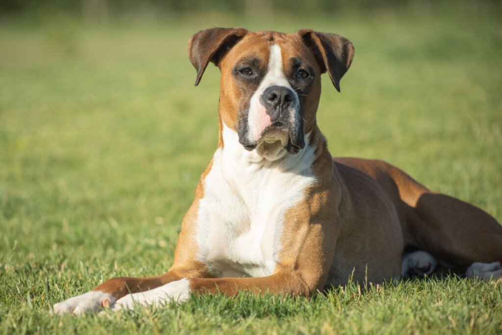 O boxer é protetor e gentil com todos os membros da casa, incluindo os gatos (Imagem: ibanezfilm | Shutterstock)