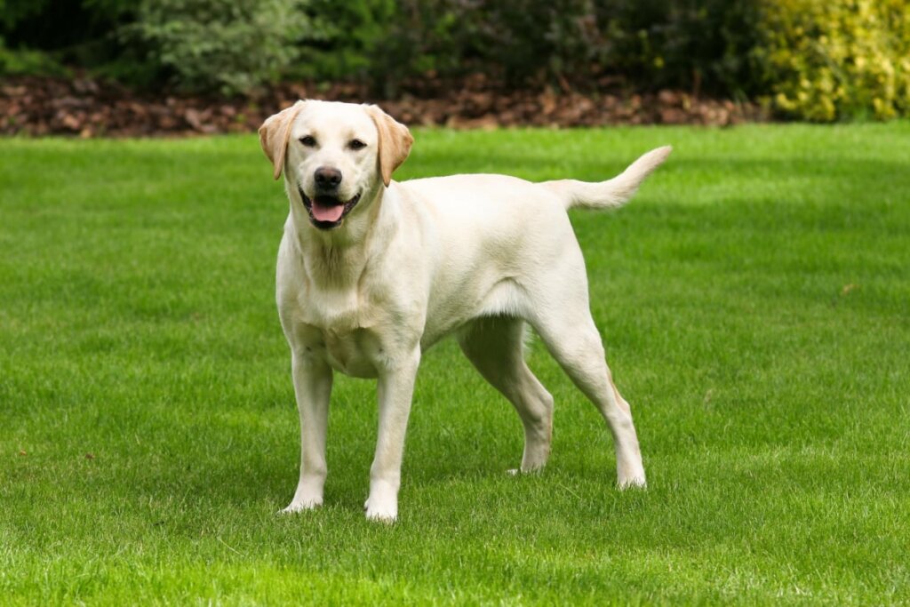 O labrador retriever é tolerante, o que facilita a interação com gatos (Imagem: Radomir Rezny | Shutterstock)