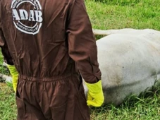 Imagem - Aumento de casos de raiva em equinos e bovinos provoca alerta na Bahia