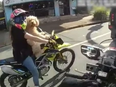 Imagem - Motociclista é multada por pilotar com cão em 'canguru': 'Não sabia que era ilegal'