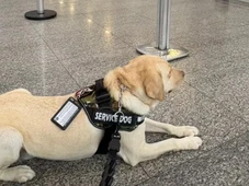 Imagem - Voo da TAP é cancelado após companhia aérea barrar embarque de cachorro