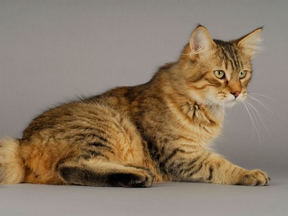 Imagem - 4 características do gato da raça pixie-bob 